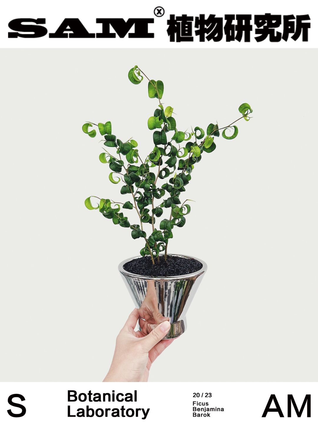 卷福｜Ficus Benjamina Barok