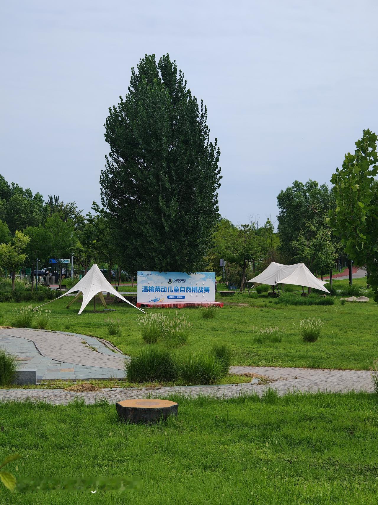 夏日的微风，吹拂着草地上的青草。北京温榆河公园里风景独好