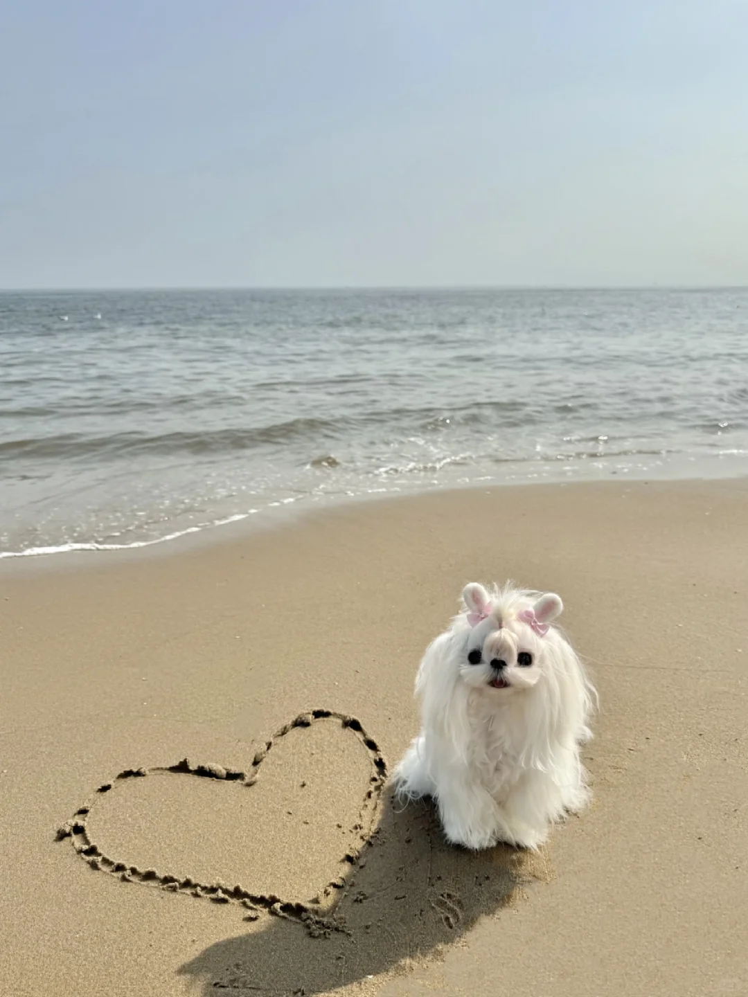 马尔济斯｜小狗和沙滩的约会🐶