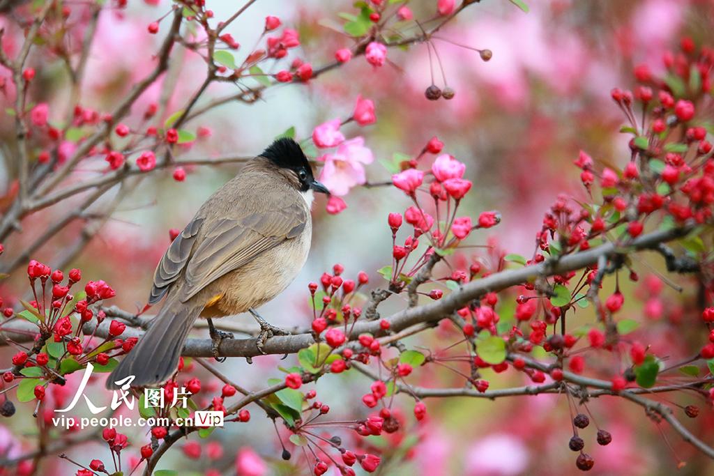 下联：花香春意浓。

（图片来自网络）