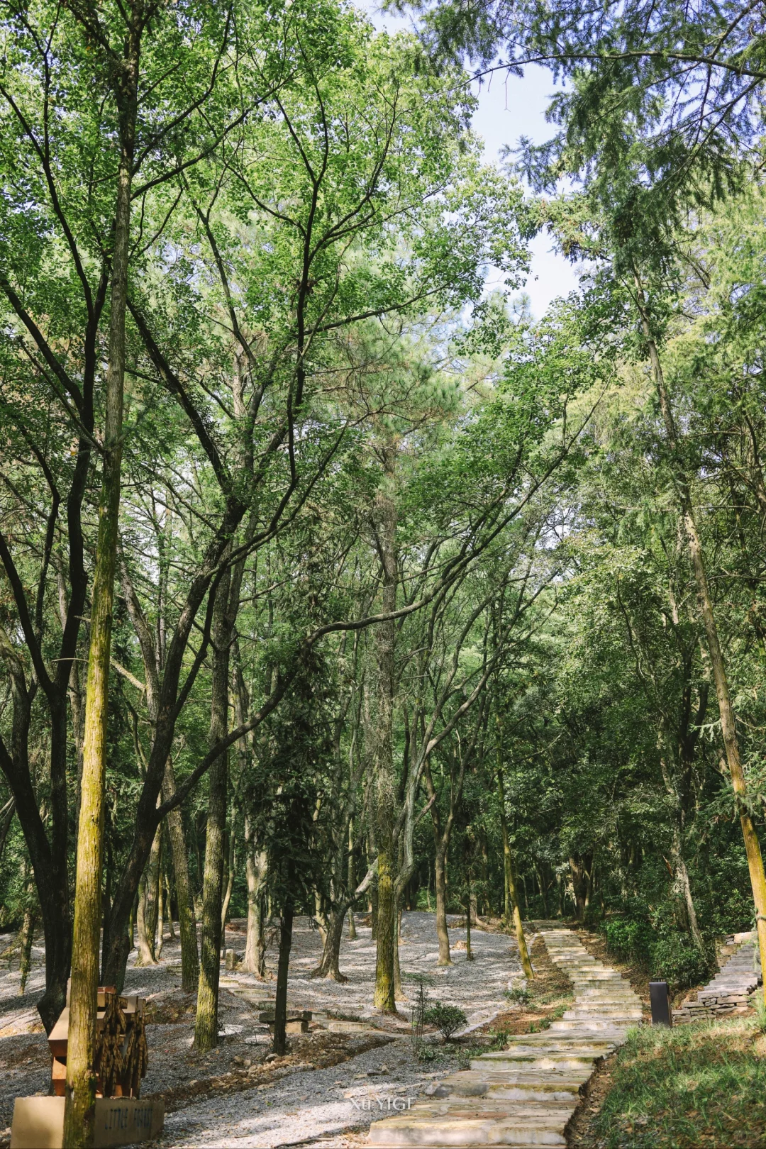 秋日露营|找到一个🆓森林秘境，快来安排