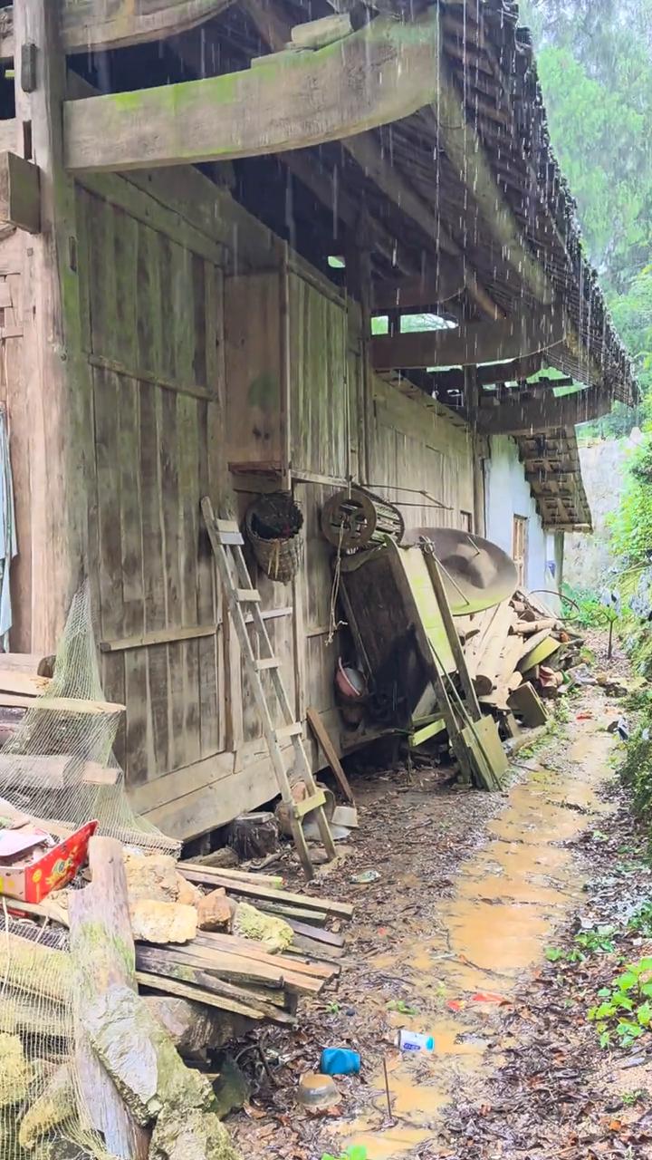 没去，这只鸡在窝蛋，那就不去捡了。下雨了，湘西山寨。这是我舅舅家的房子，已经多年