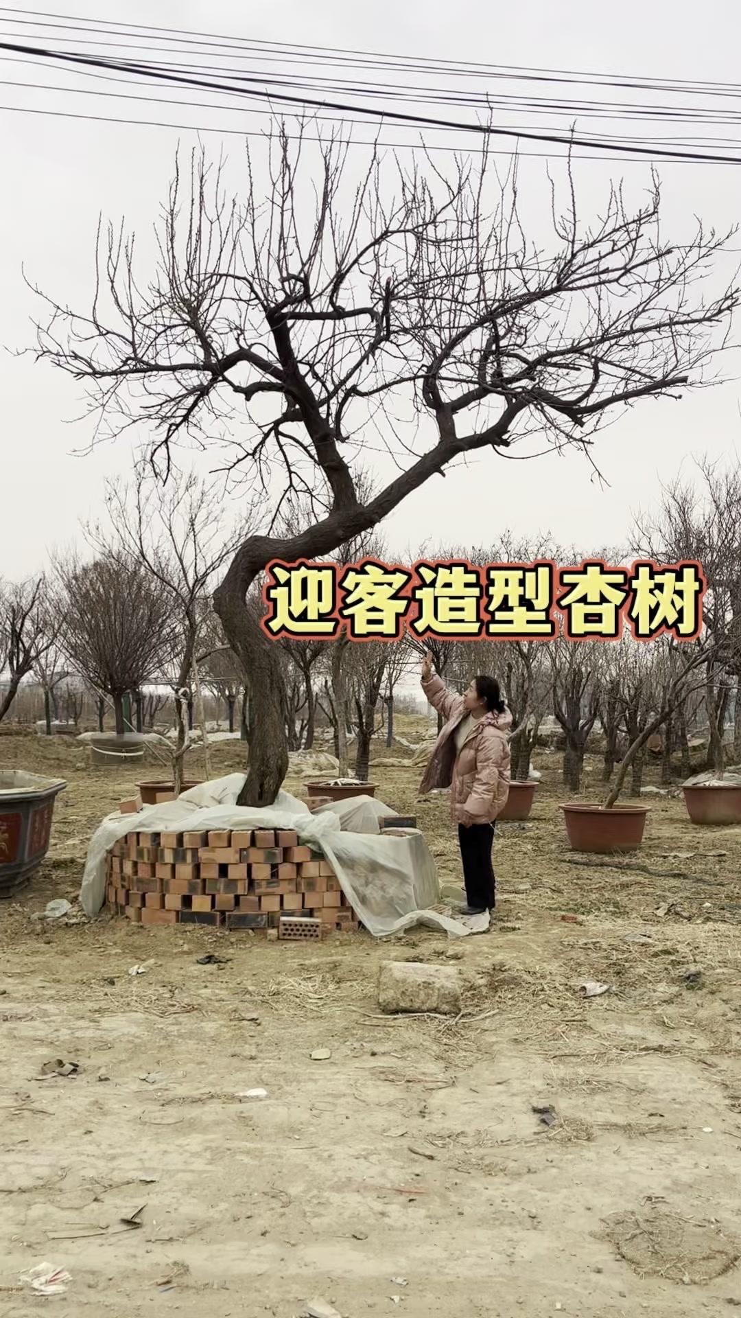 🌳庭院种棵杏树太值了！寓意好，满树花苞超治愈，既能观花又能吃果，还能定做迎客树