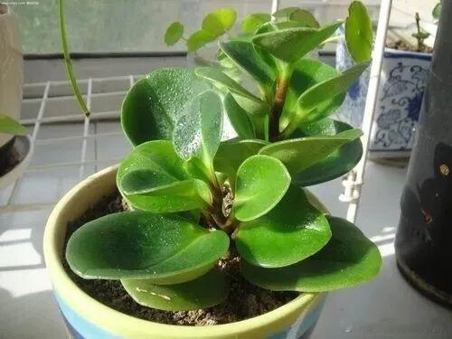 今天分享下卫生间适合养的花1、白鹤芋第一种可以养在卫生间的植物就是白鹤芋，也就是