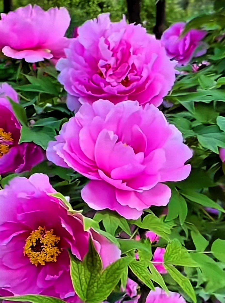 分享国色天香牡丹花雍容华贵牡丹花，靓丽迷人气质佳晒图笔记大赛 春日赏花时刻