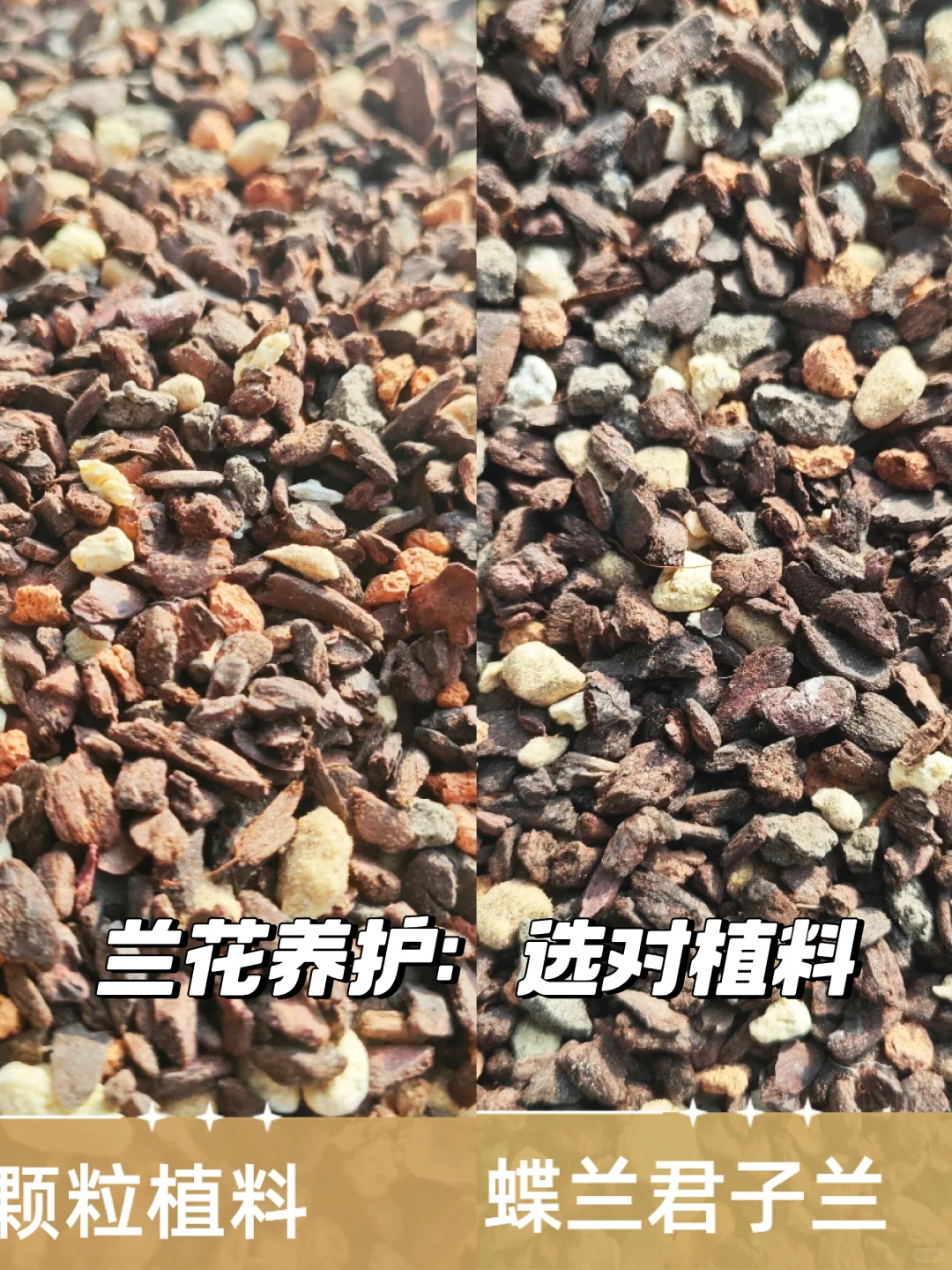 🌿兰花养护秘籍：透气植料不可少🌳