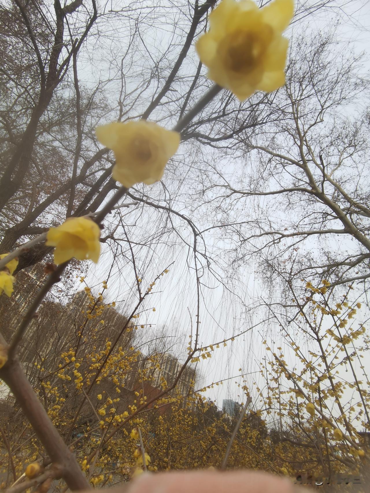 腊梅花开，预示着春天向我们走来。转眼又一秋，时光似水流。蛇年将去，一声叹息。马年