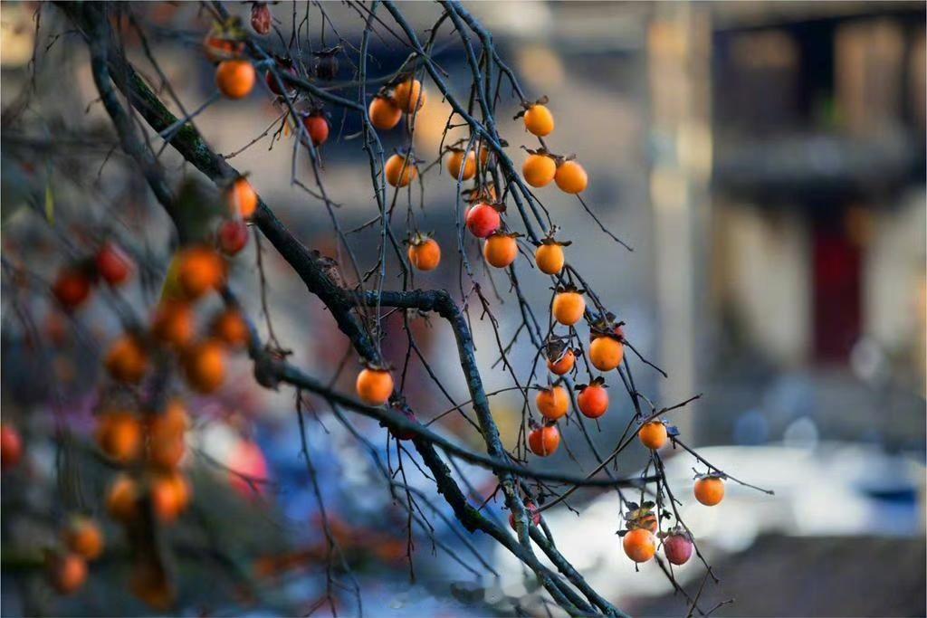 【宁德屏南·厦地村】

一树树红柿挂在古村的屋檐旁，像墨色画卷里点染的朱砂，温柔