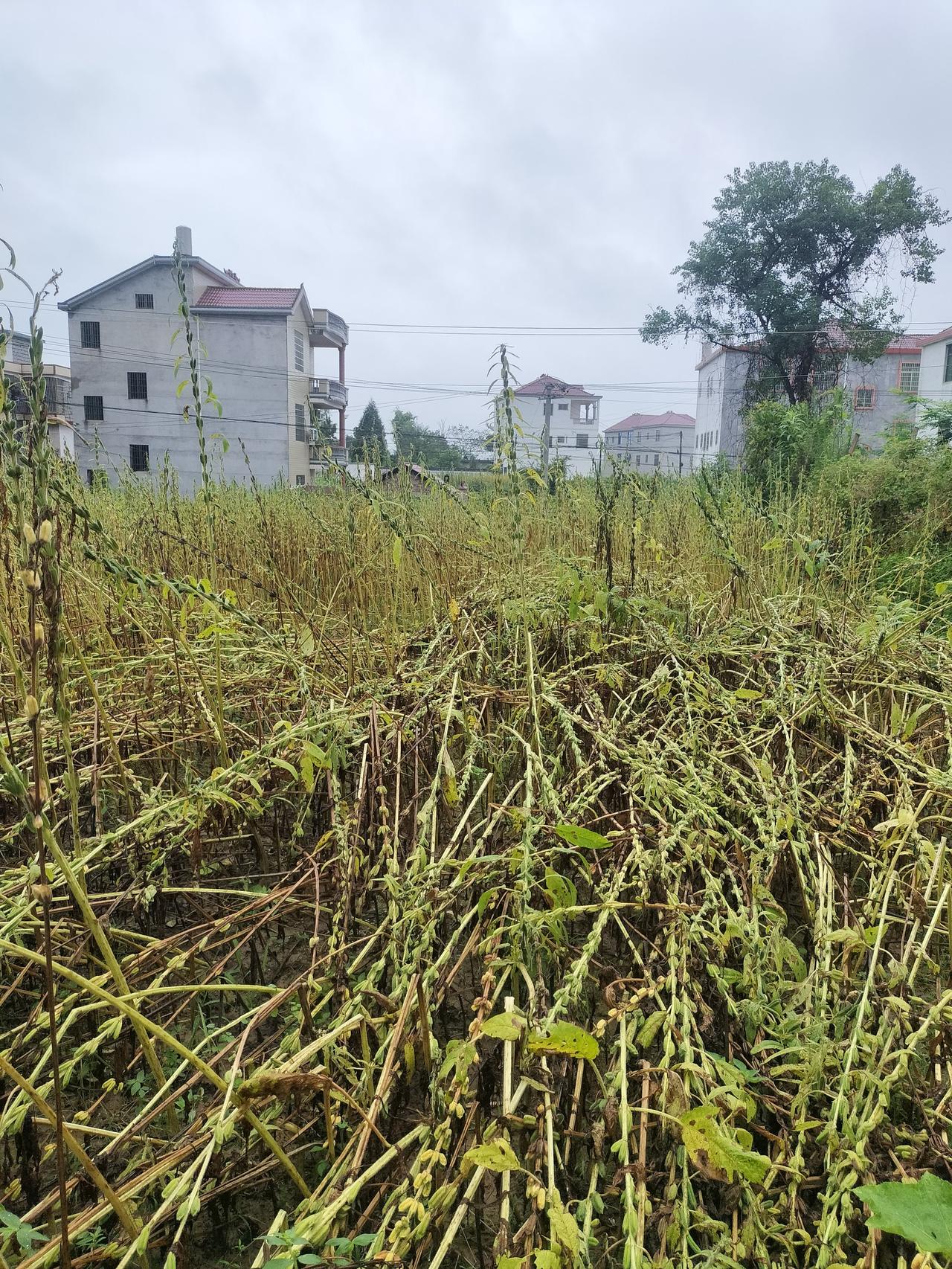 眼前是一片我种的芝麻地，我为什么要回农村种地，因为种地比去健身房强100倍，花钱
