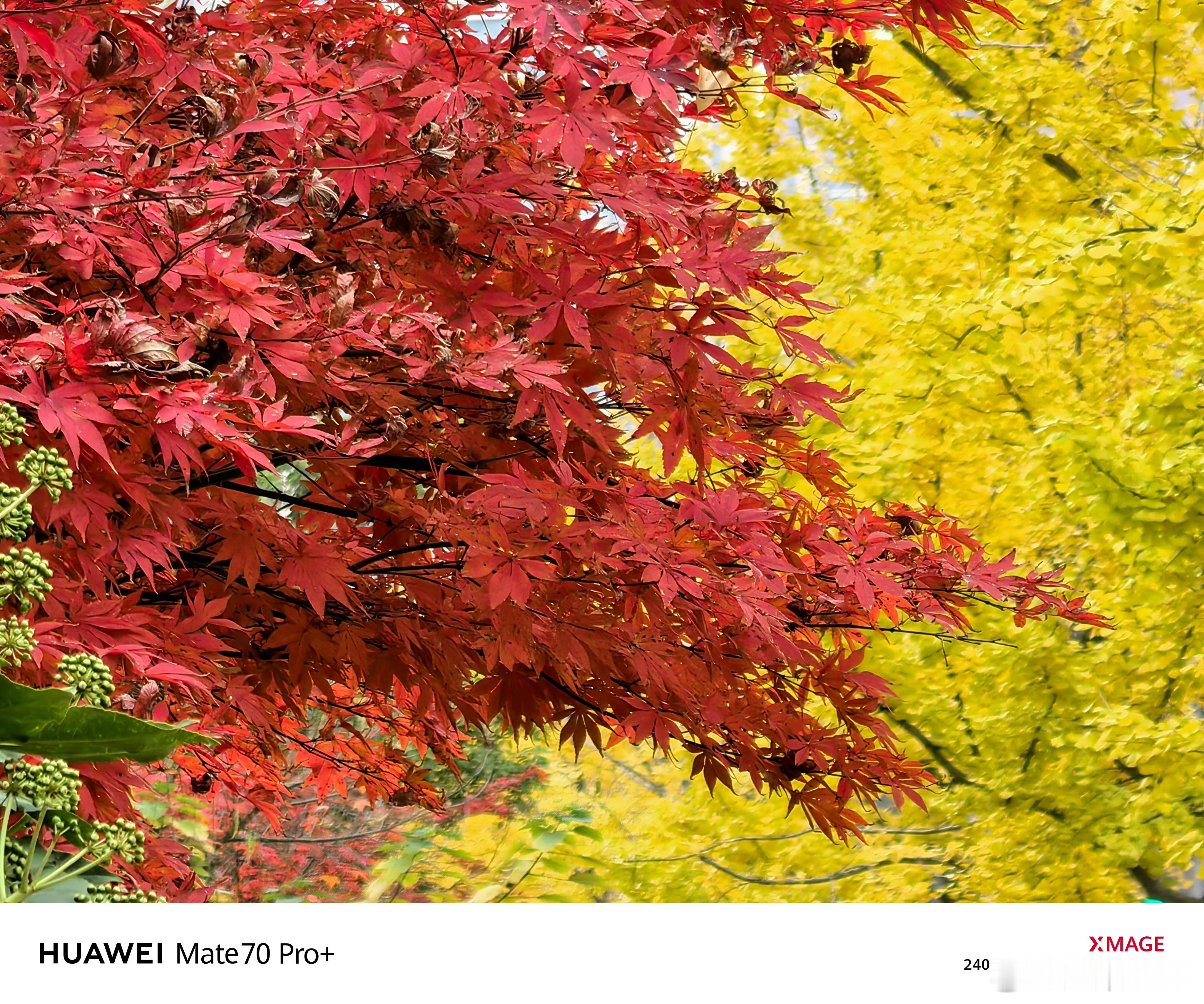 每片红叶里都有一场盛大的秋天红色，黄色，就是秋天的注脚，咱们要用爱美的眼镜寻找祖
