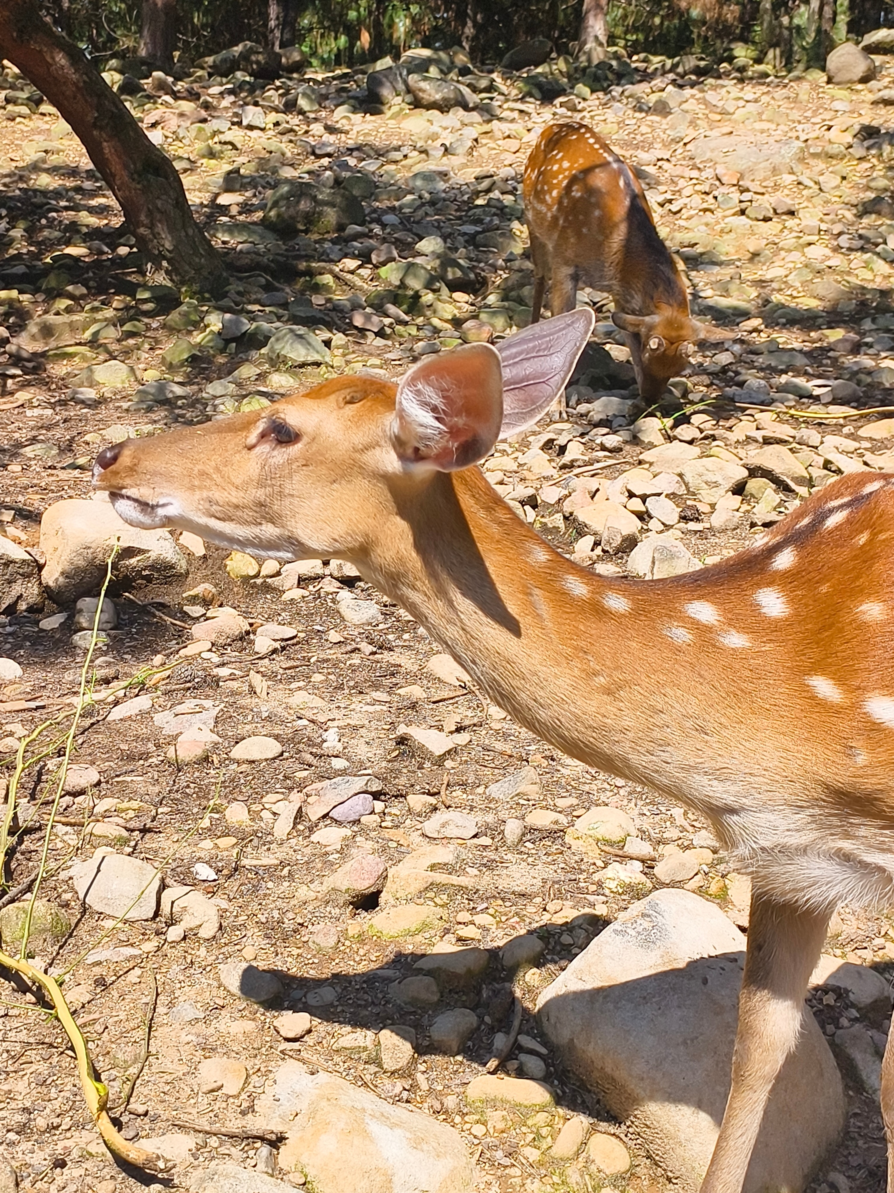 傲娇的梅花鹿🦌 