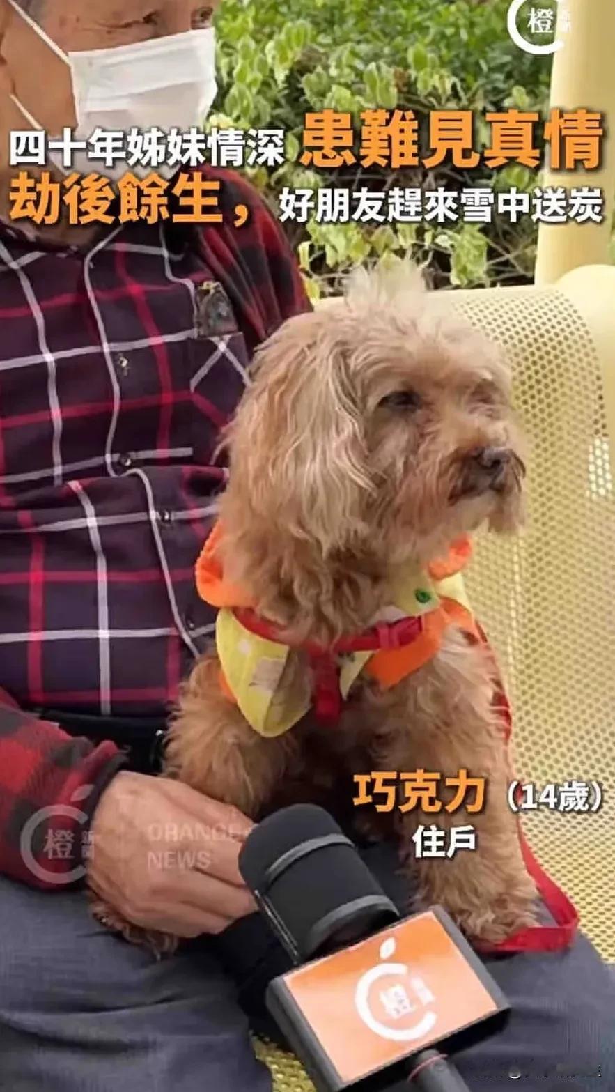 香港这场大火里

狗狗的身份是14岁住户

看到新闻里，消防员登记的不是某房的小