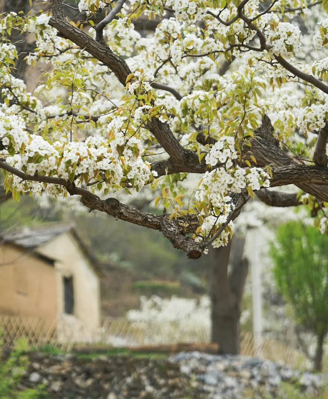 “  春留本色在梨花 ...  ” 