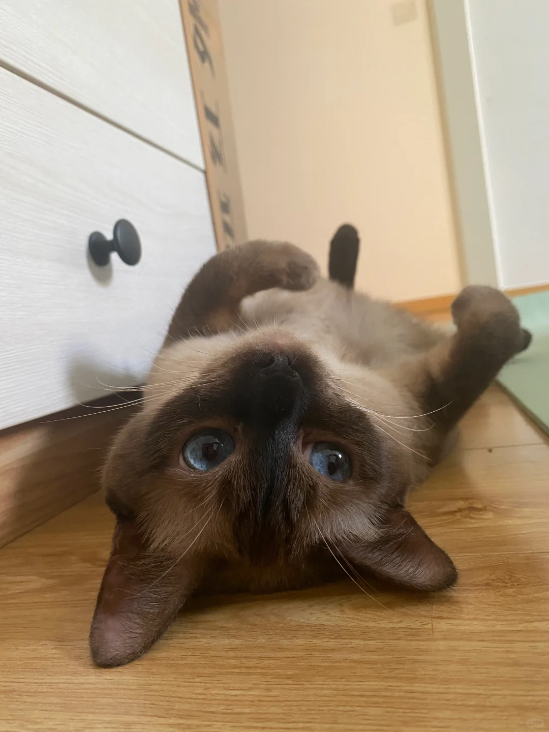 今天是猫猫日