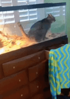 蜥蜴：铲屎官你看见了吗？它每一天都这样，你不管管吗？