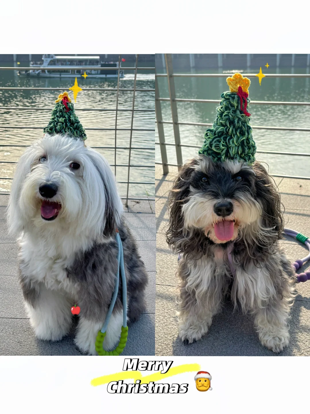 晒晒我的圣诞树🎄