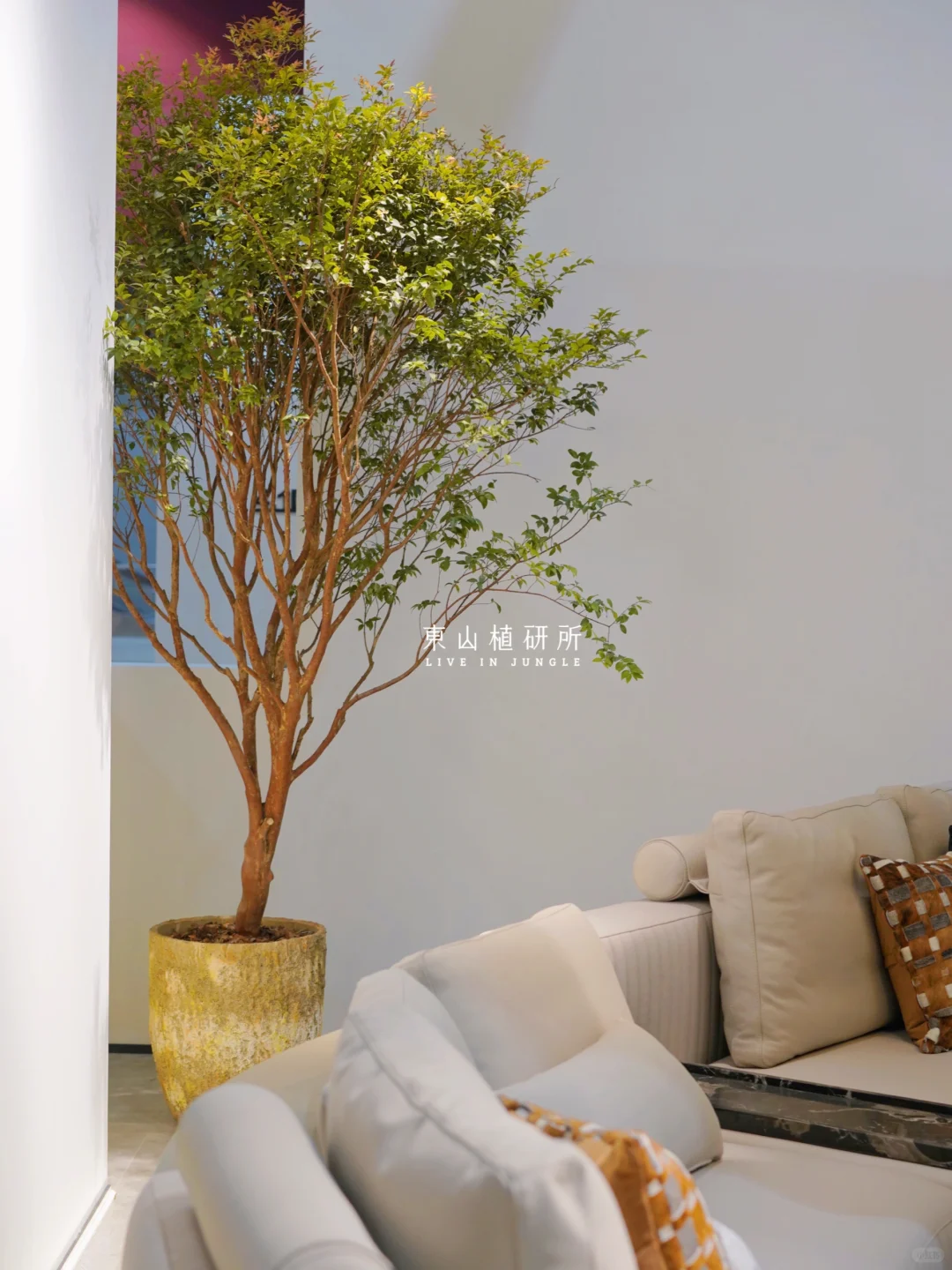 东植x 美萃|被绿植治愈的家 绿植氛围美学