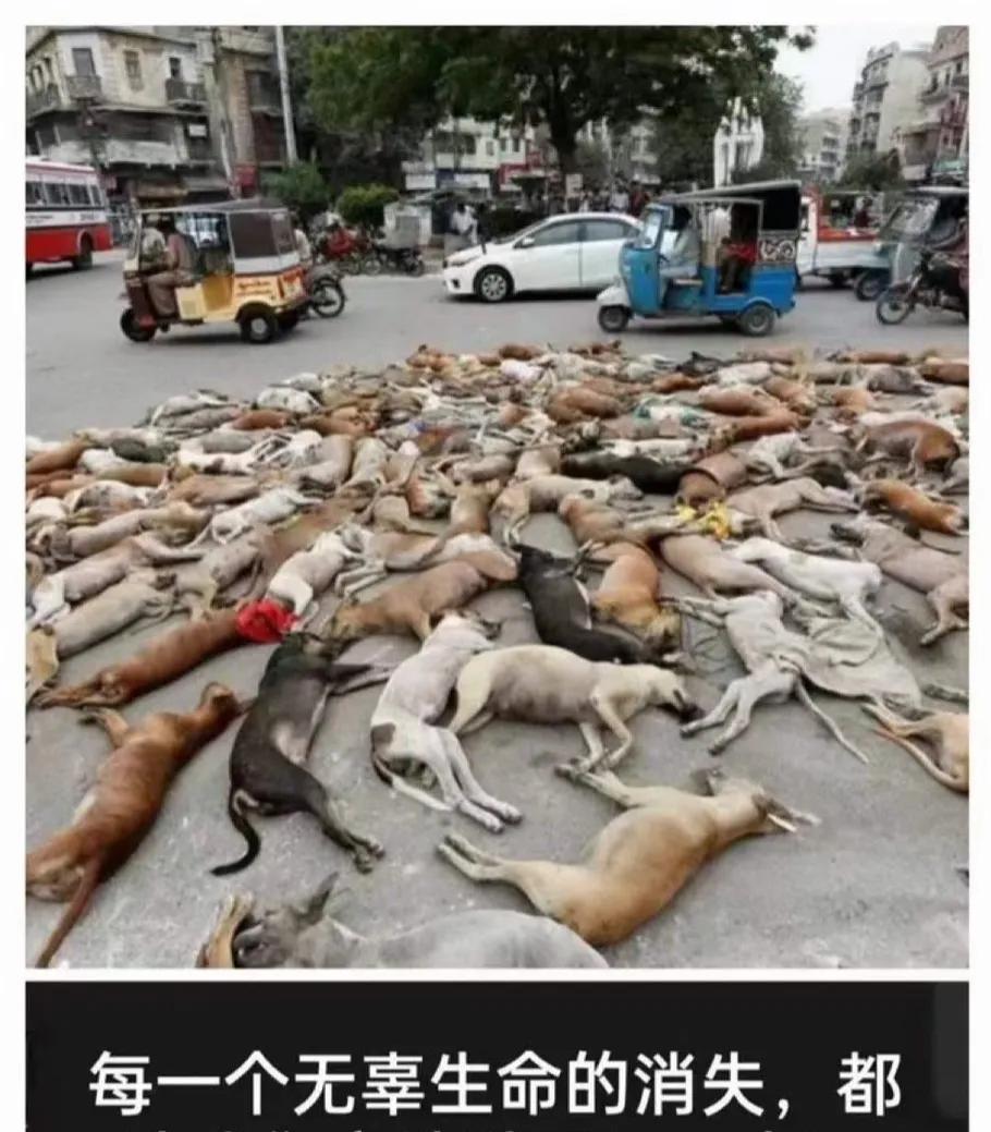 这次灭狗来得很突然，但步调高度统一，暴风骤雨般的行动，来的快走的急。但确实大家会