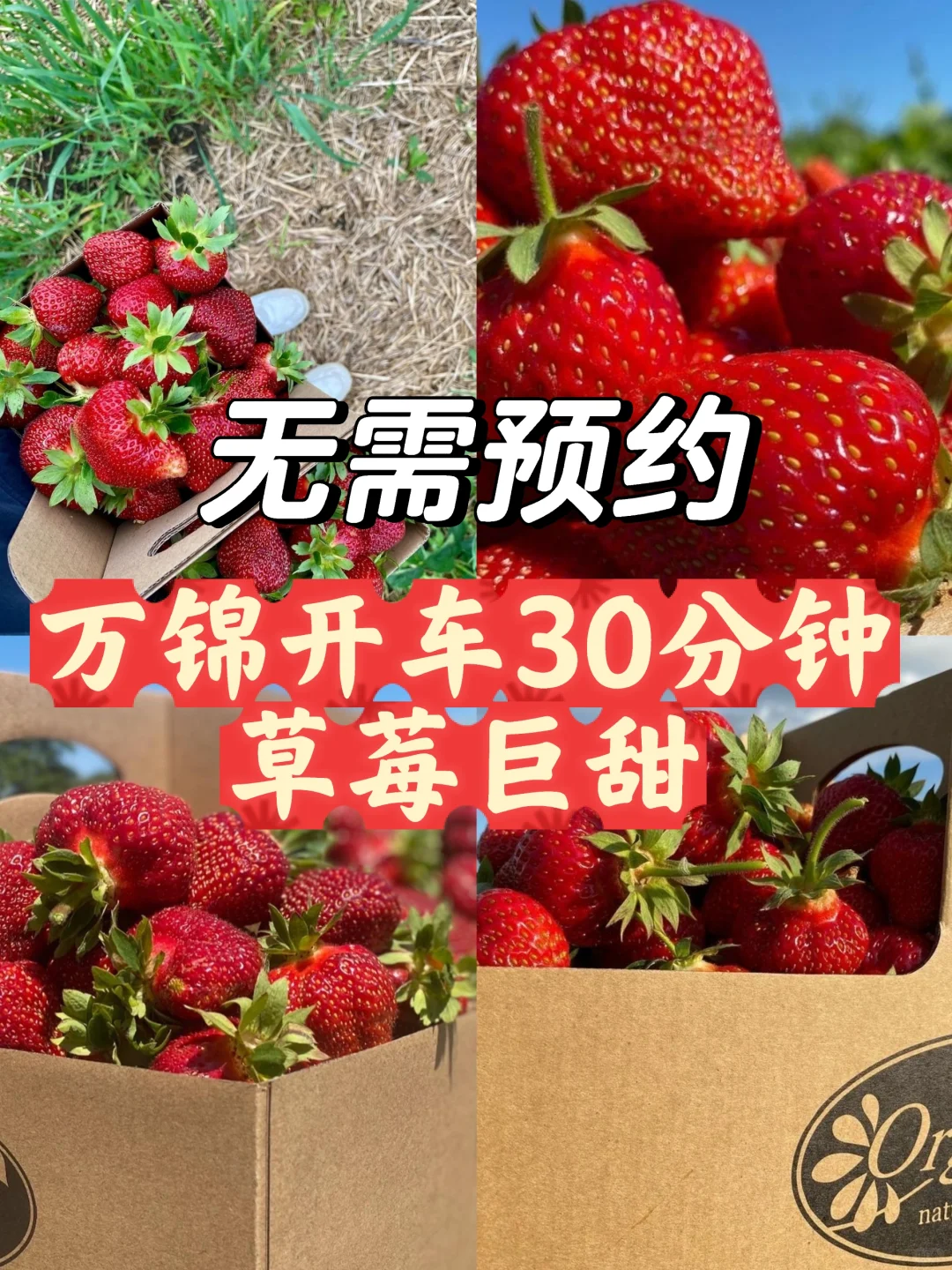 不用预约❗万锦开车30分钟草莓农场🍓