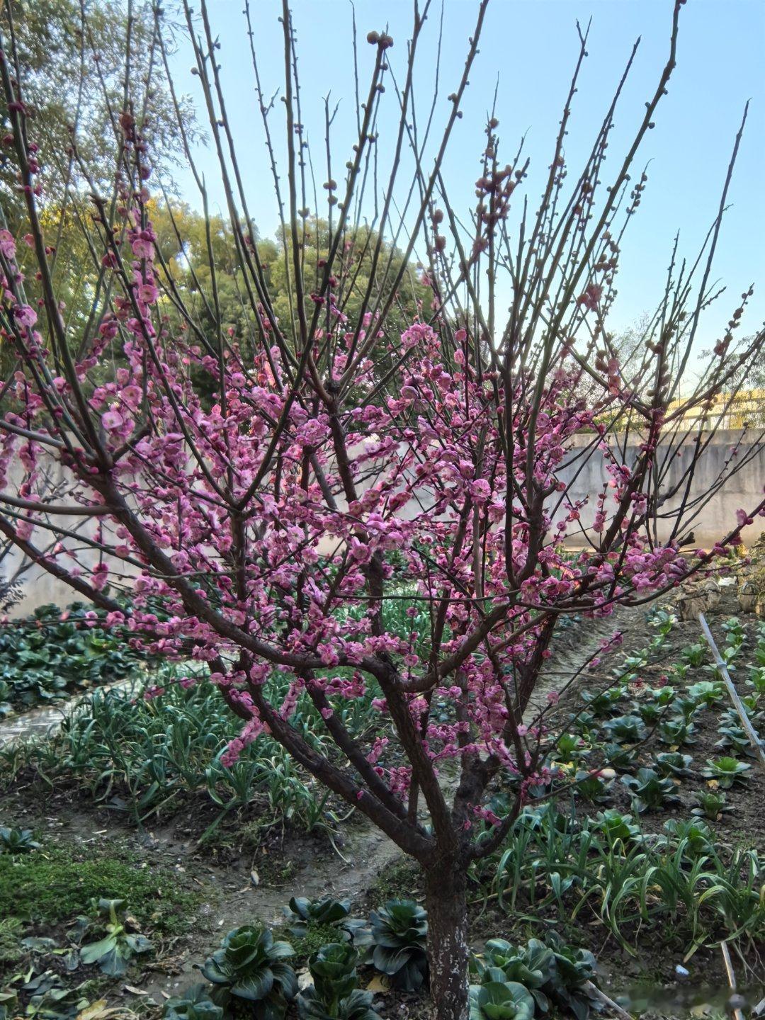 家中院落，红梅花开！梅花