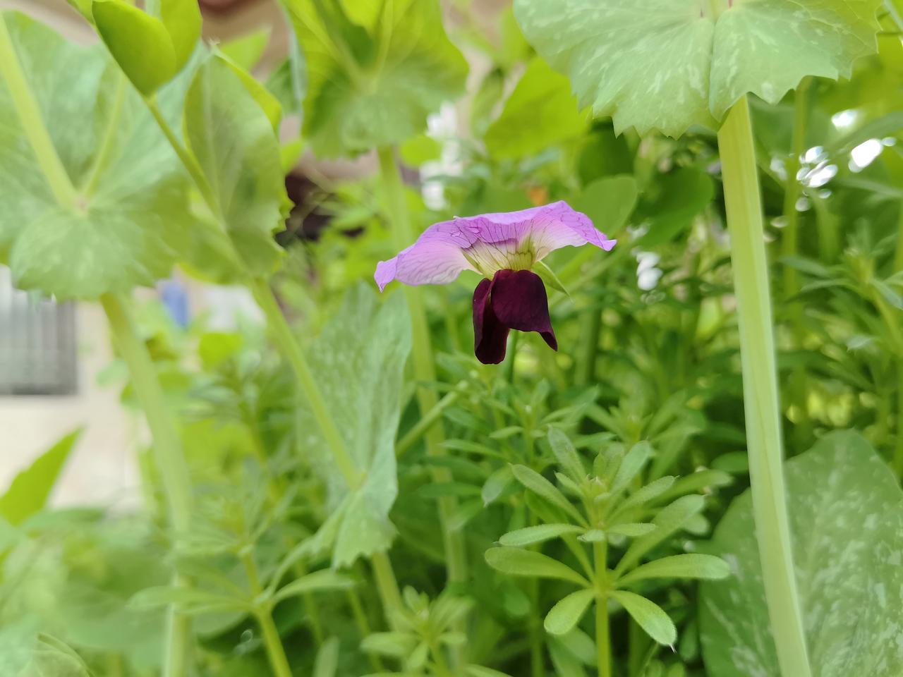 张雪峰赚那么多钱有什么用？连个儿子都没有。

肯定有很多人鸣不平，张雪峰都那么有