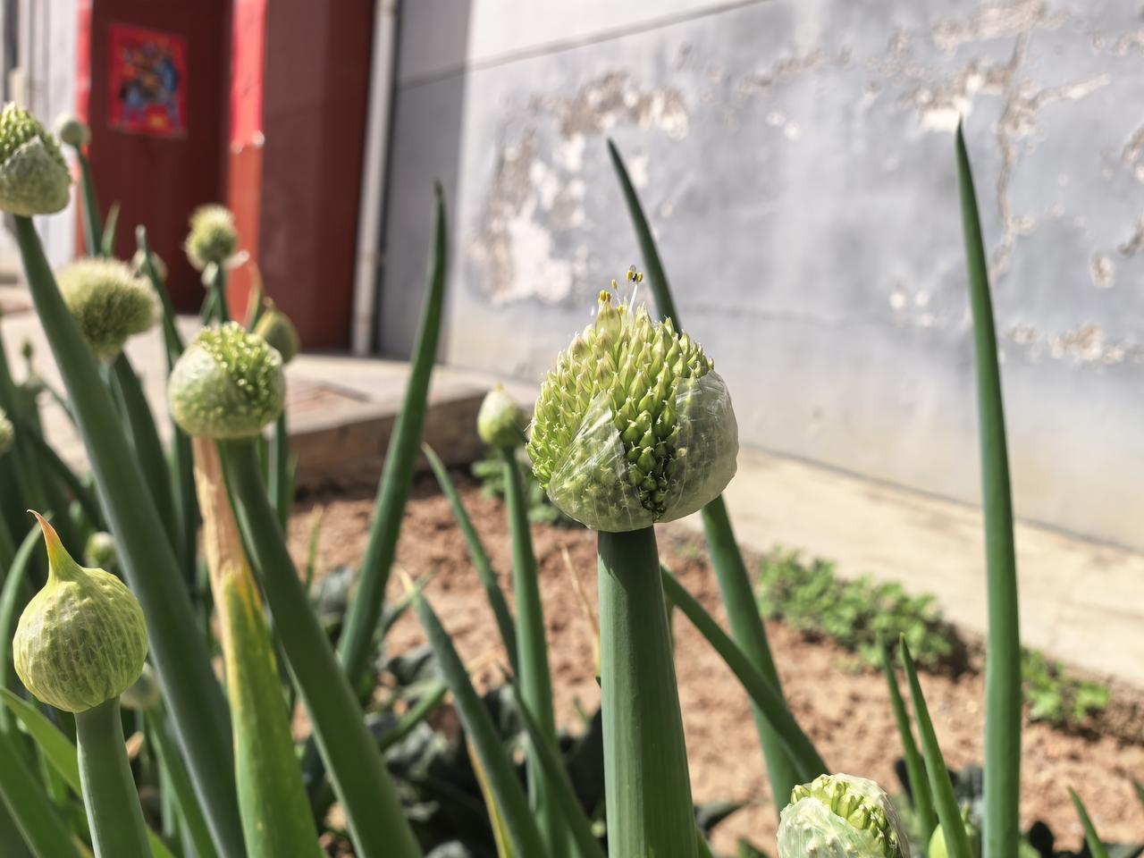 大家说说，地里长的这是什么东西？

我真的就服了。一个大约三十多岁模样的男子，指