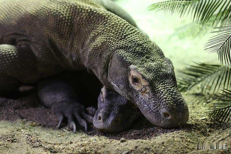 泰国这两起弃婴遭巨蜥啃食事件，真的让人毛骨悚然。
先是19岁女子称不知怀孕，产子