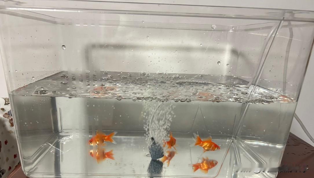 中秋节这天，收获了三条可爱的小金鱼[比心]