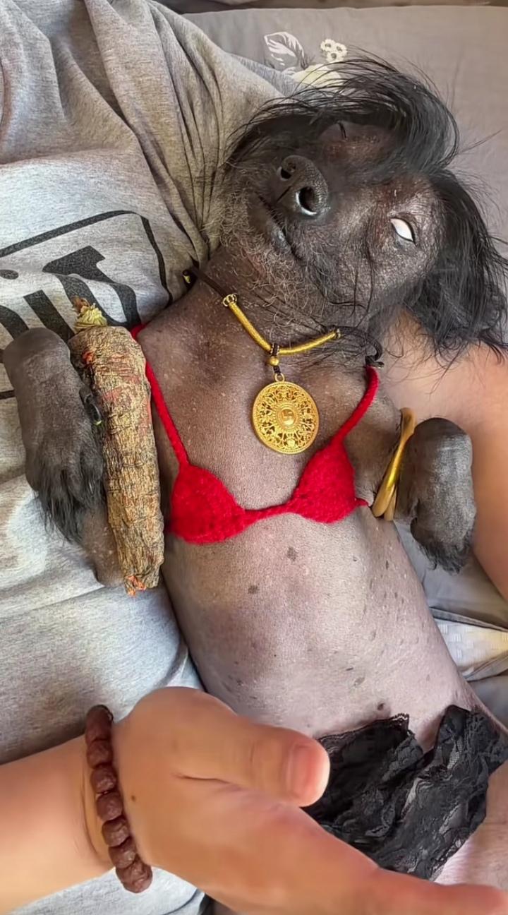 多妖娆的小狗狗🐶