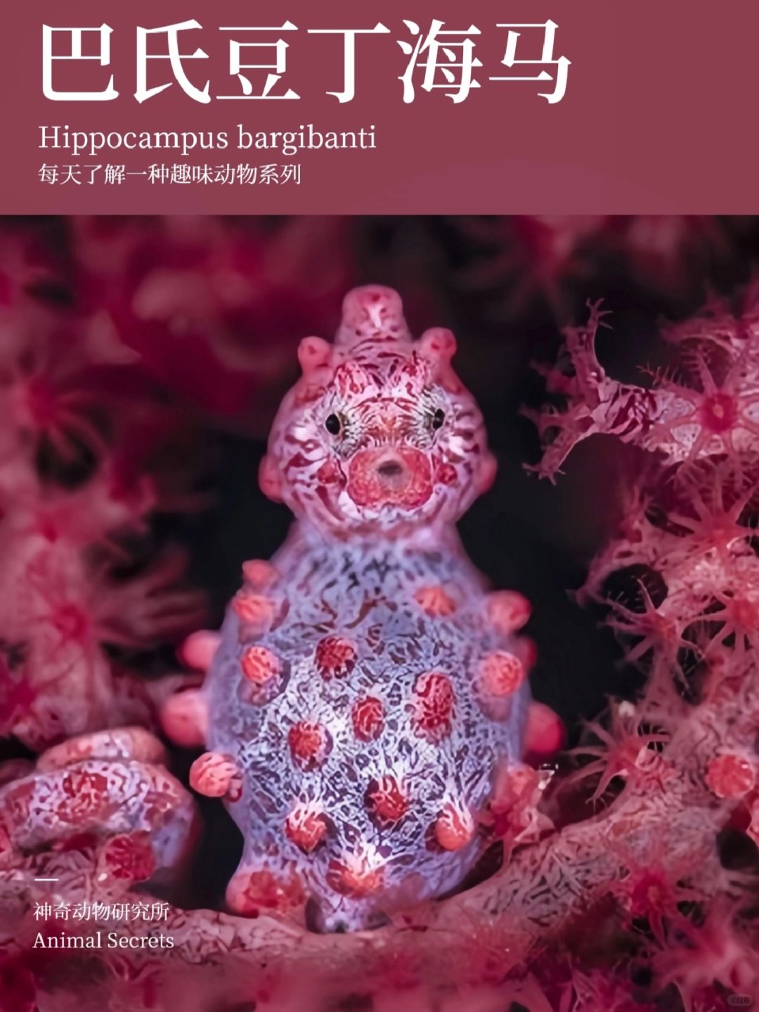 每天了解一种趣味动物👀巴氏豆丁海马