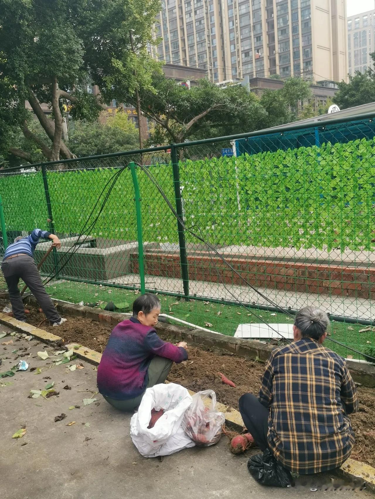 对土地的珍惜和热爱，只有栽种过土地的人。

看他们，年龄大概有60多吧。

也进