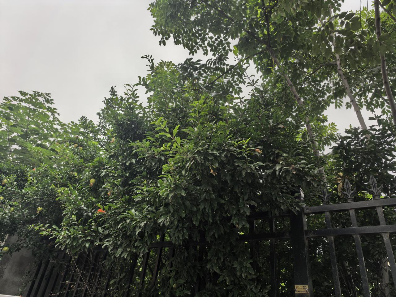 晒图笔记大赛今天早上出去转转，在路边看到了一单位的院墙里边种的几棵石榴，枝叶非常