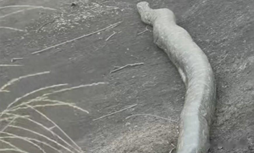 将军山发现大蟒蛇，村民采药撞见，它到底从哪来？
昨天下午，江门双水镇将军山有人看