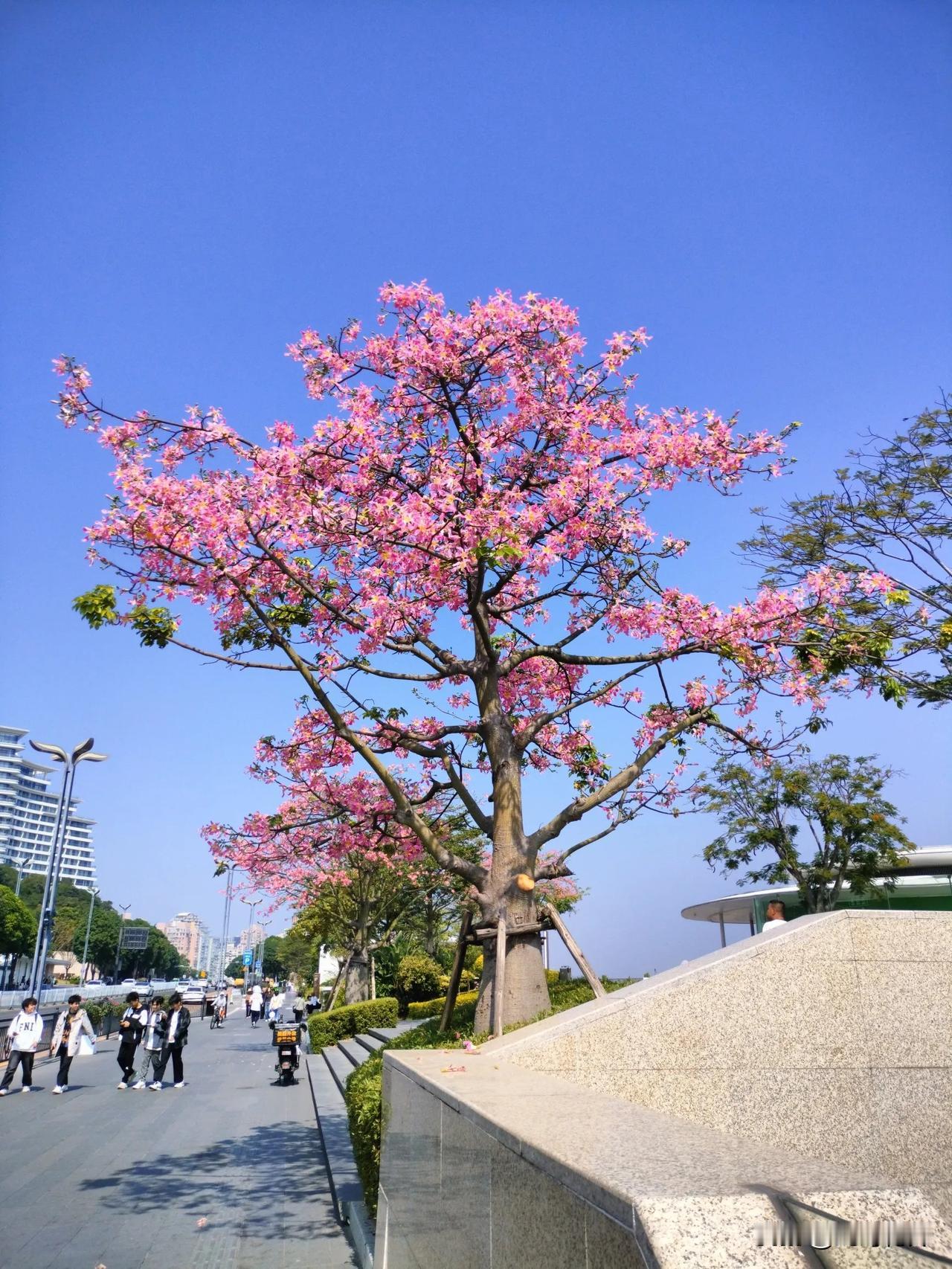 今日立冬
南方的冬天一点都不潇瑟
甚至美得不像话
这不
粉粉红红的美丽异木棉
正