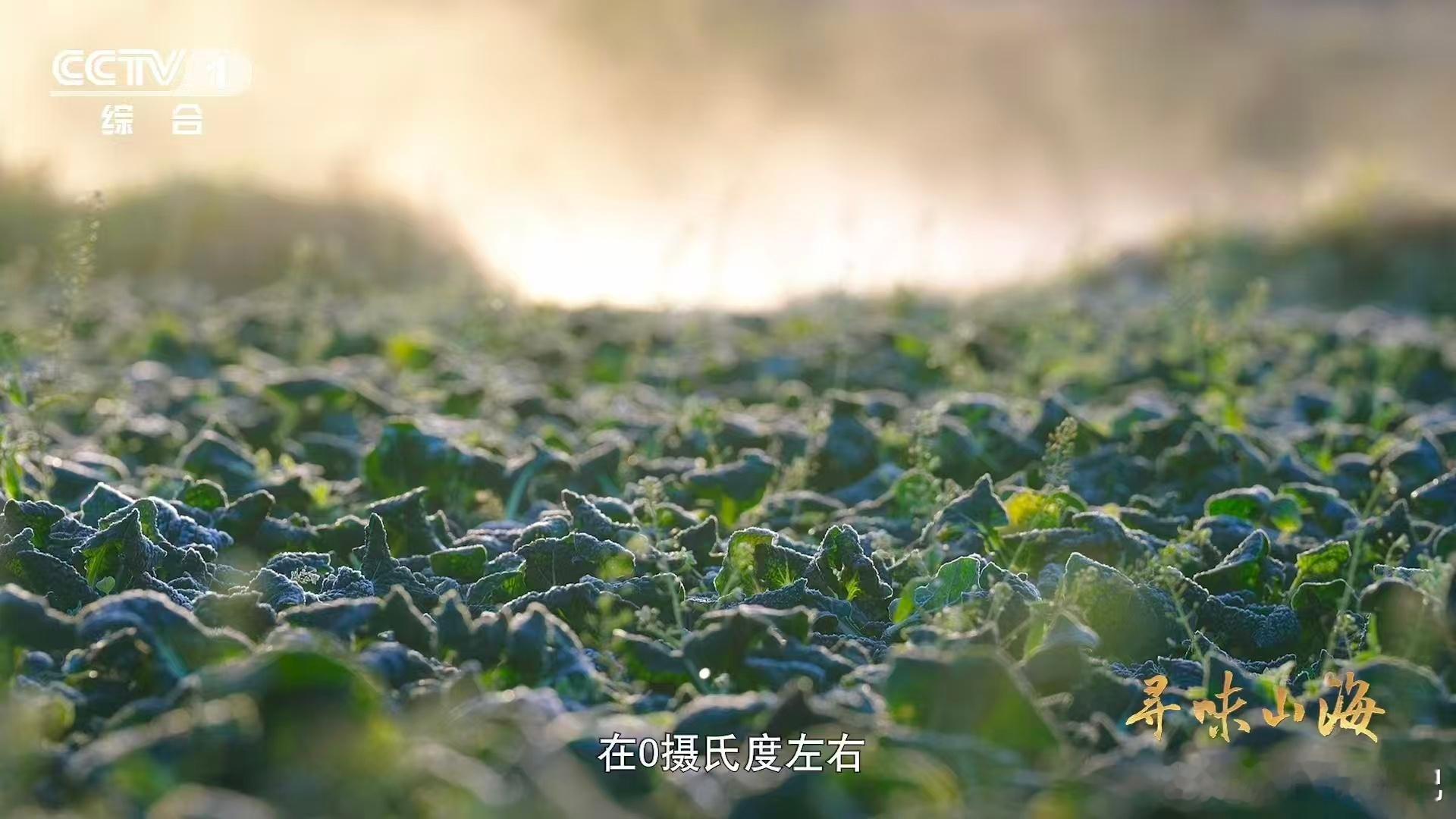 会吹泡泡的蔬菜湖北有种0摄氏度严选青菜 泡泡青，一种为寒冬而生的蔬菜。0℃左右的