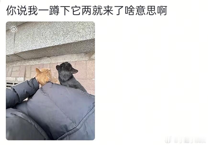 咪：谁理你啊🤗前：啊啊啊小茂密！后：亖猫我也没有很想摸你，还有你真的很装 