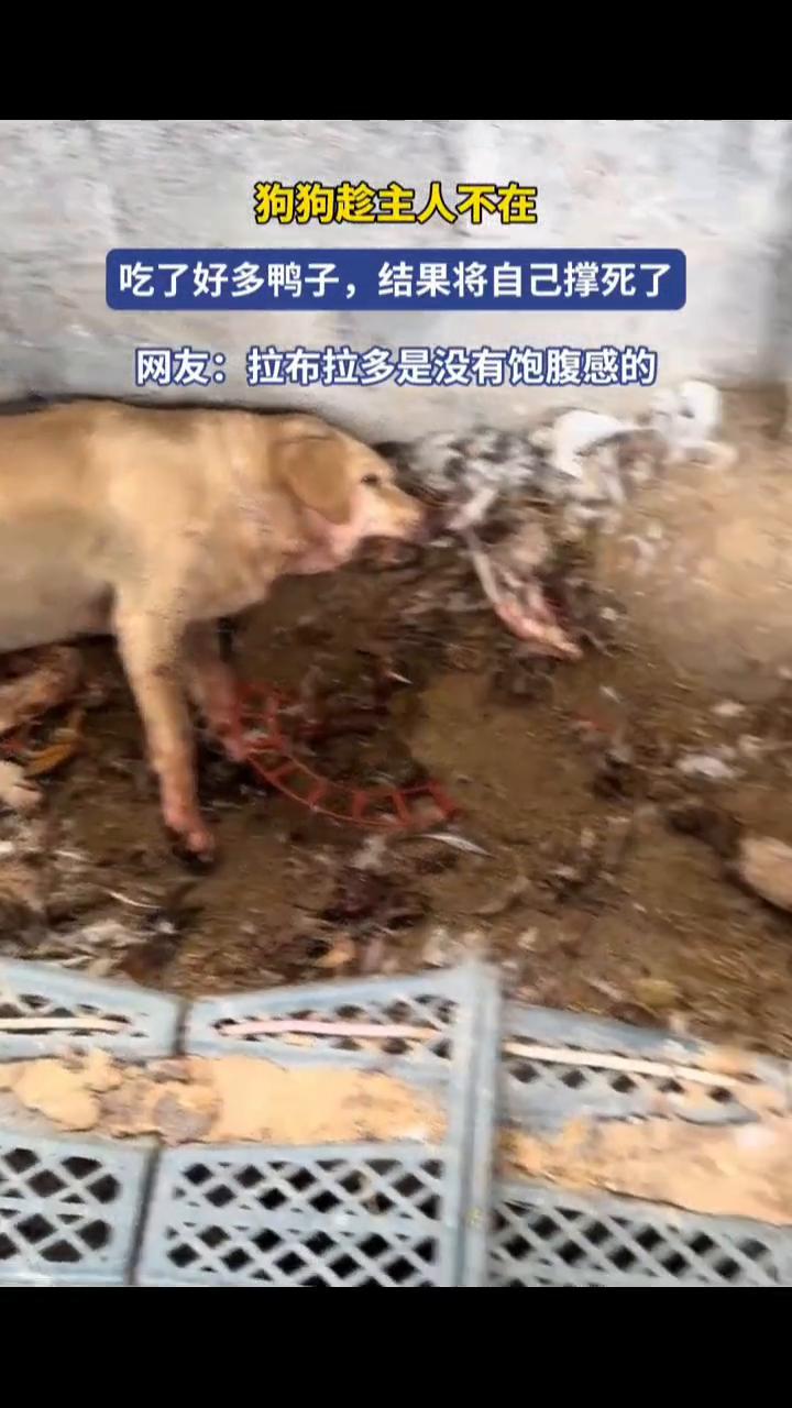 狗狗趁主人不在吃了好多鸭子，结果将自己撑死了。
网友：拉布拉多是没有饱腹感的。