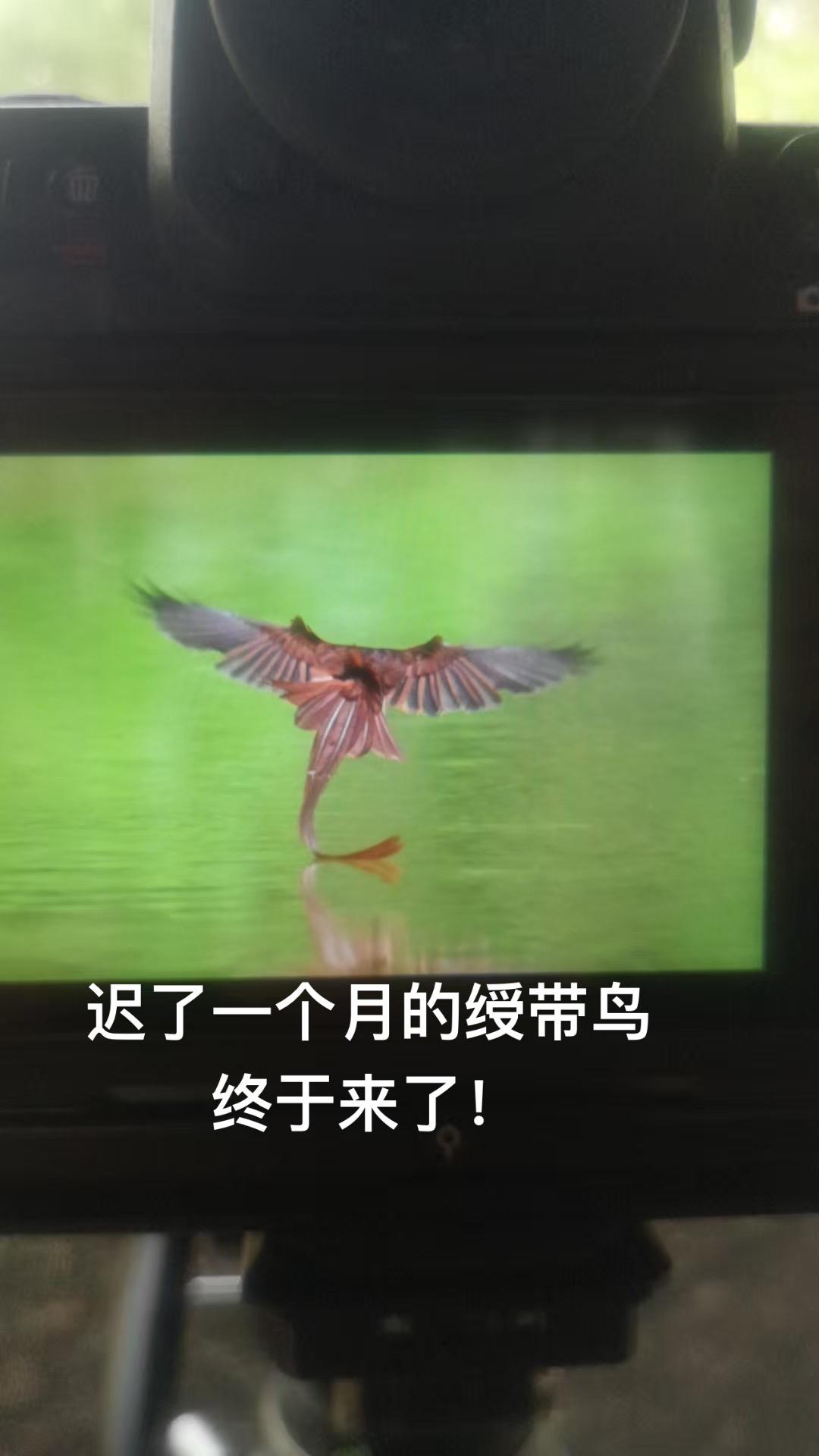 绶带鸟来了