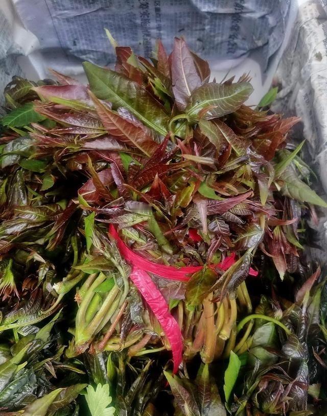 今天赶集去了，这香椿芽都冒头了，看着真新鲜！你们那地方有了吗？多少钱一斤？评论区