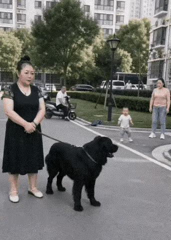 该打的是狗主人！😡