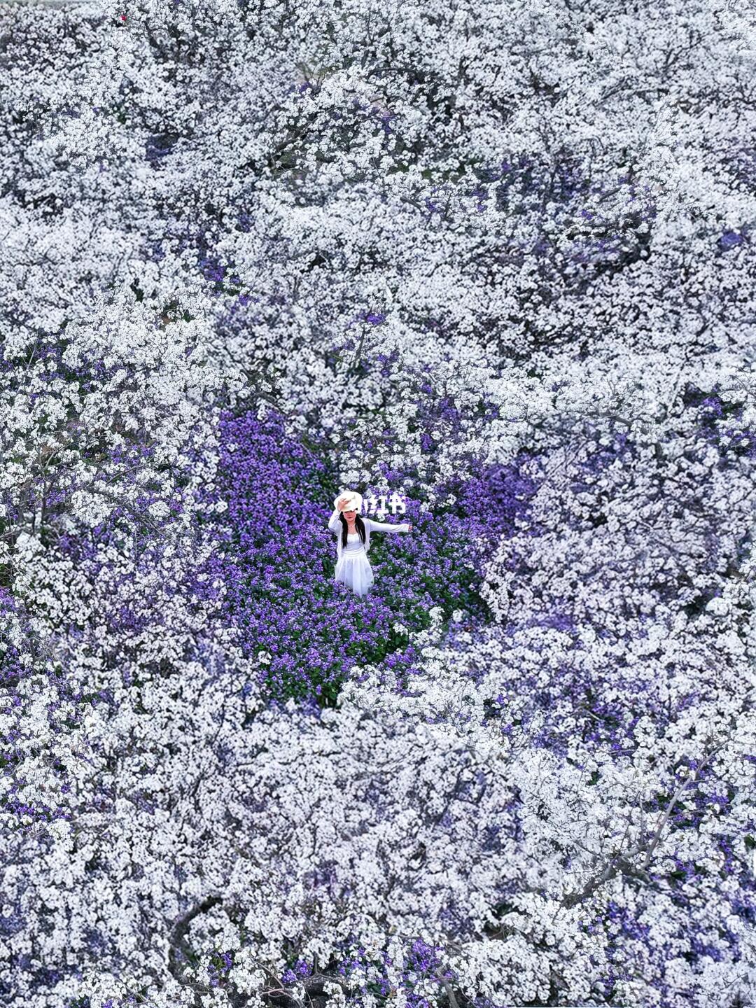 为了这梨兰花海，特意去了一趟宿迁！！