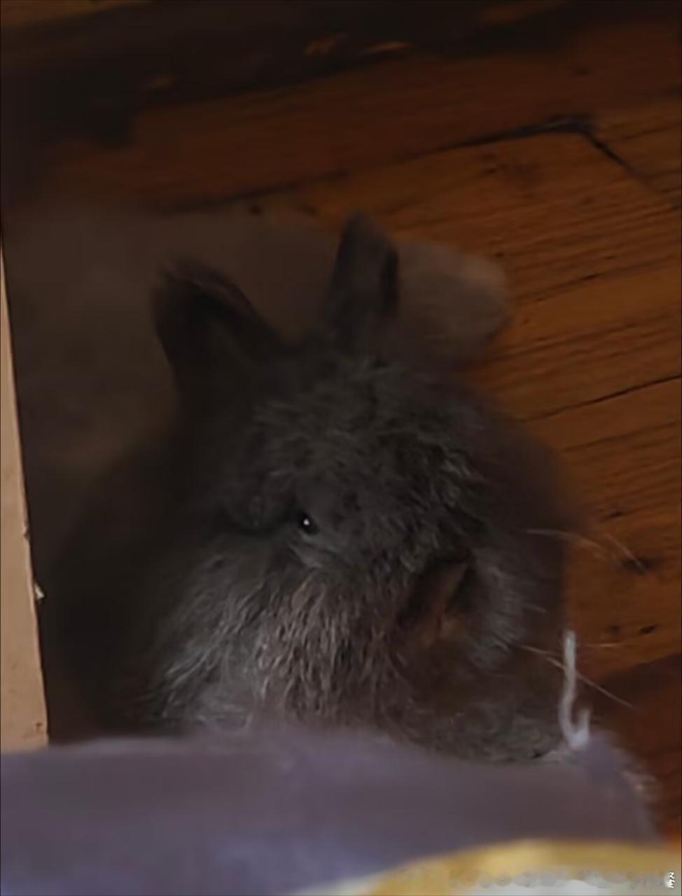 14039🐇【22】丑的好神秘 