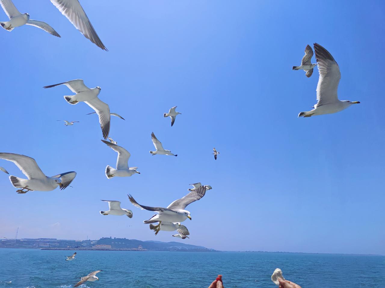 长岛路上听《海燕》（3）
 看吧，它飞舞着，像个精灵，——高傲的、黑色的暴风雨的