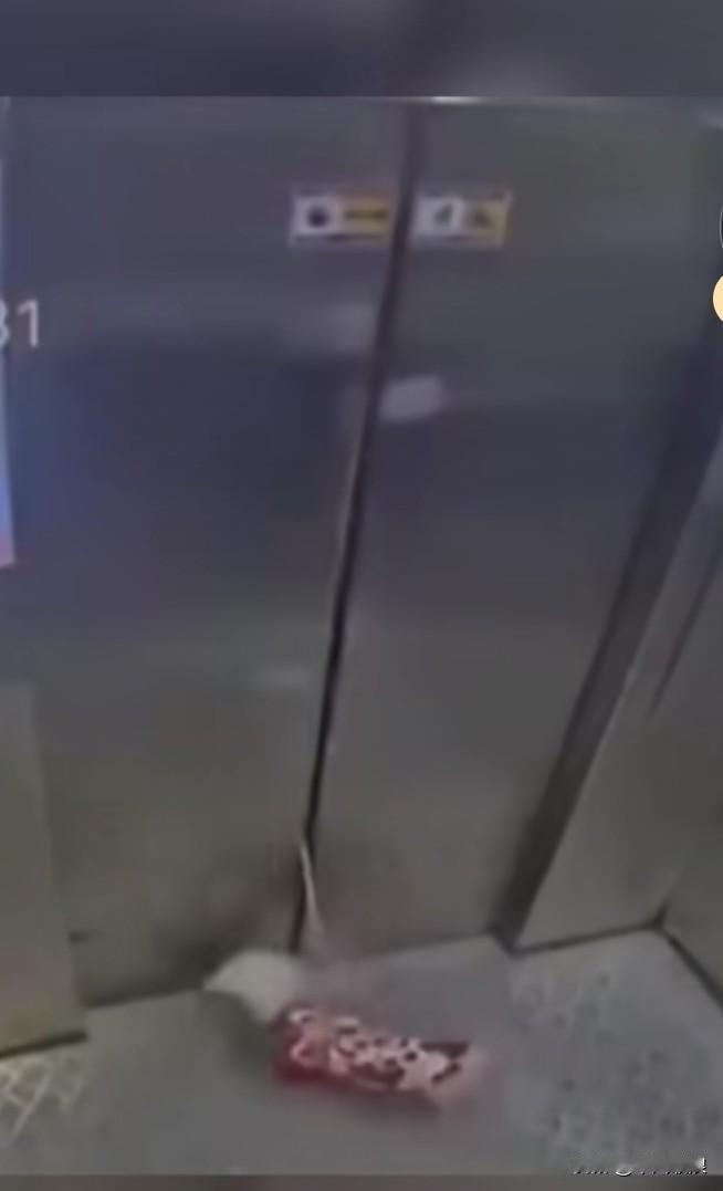 主人带狗狗乘坐电梯出门时，竟忘了把狗狗牵出来。电梯关门之际，可怜的狗狗被悬空吊起