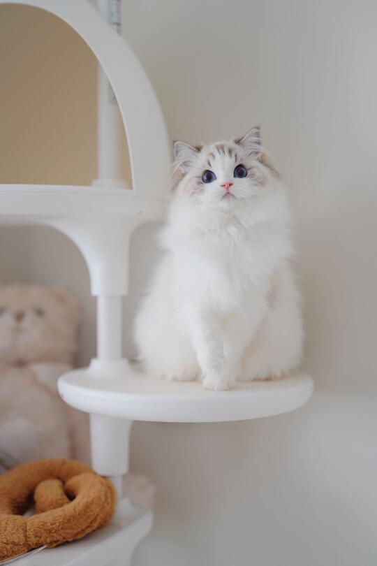 一见钟情的小猫咪💘