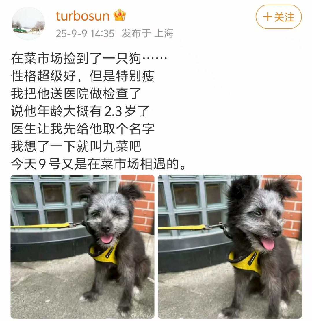 孙俪给捡到的小狗起名九菜 孙俪又救助了一只小狗娱乐[超话] ​​​