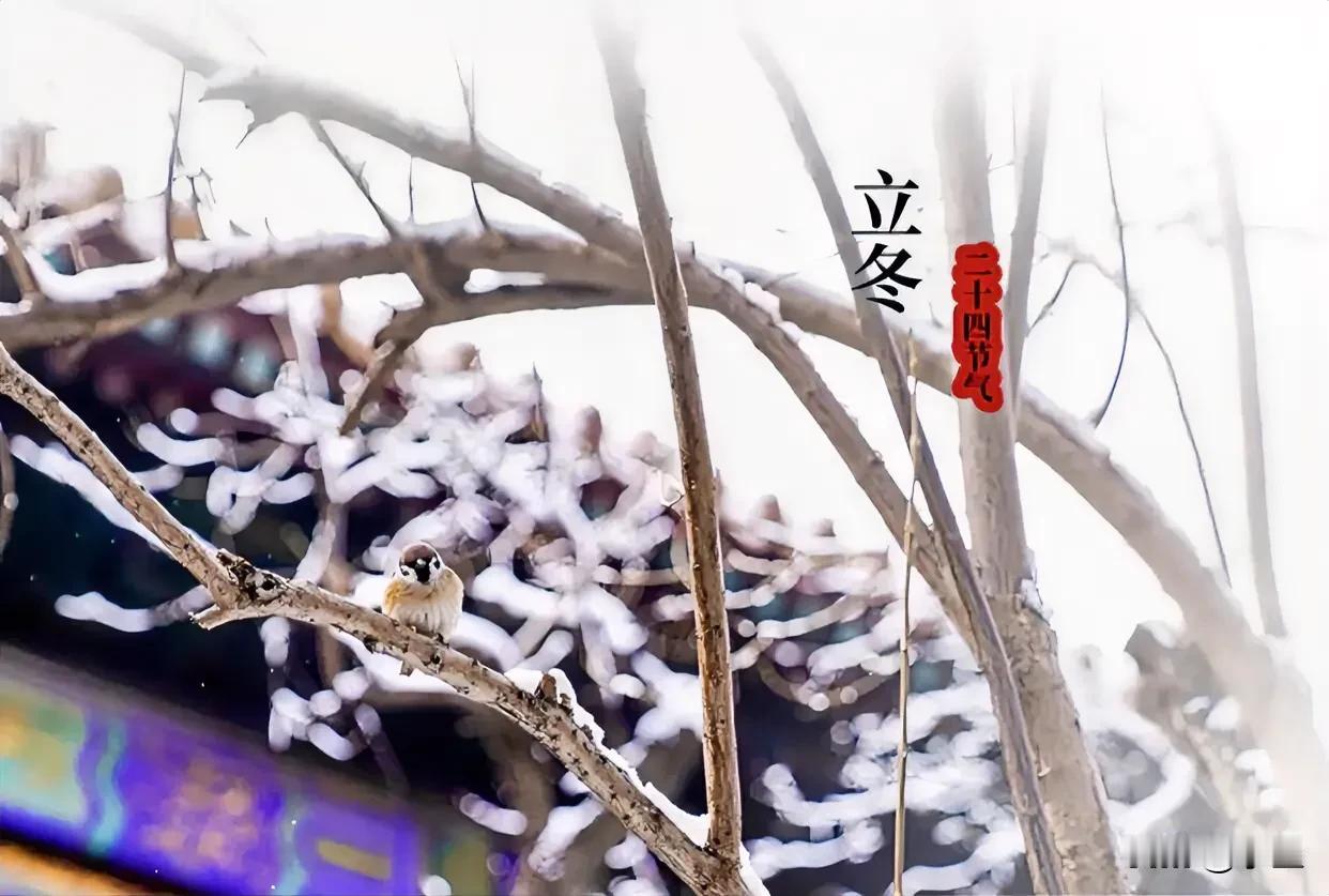 立冬是什么日子？
是告别一切不好，蓄力前行的日子
毕竟特朗普78岁还在搞事业
刘