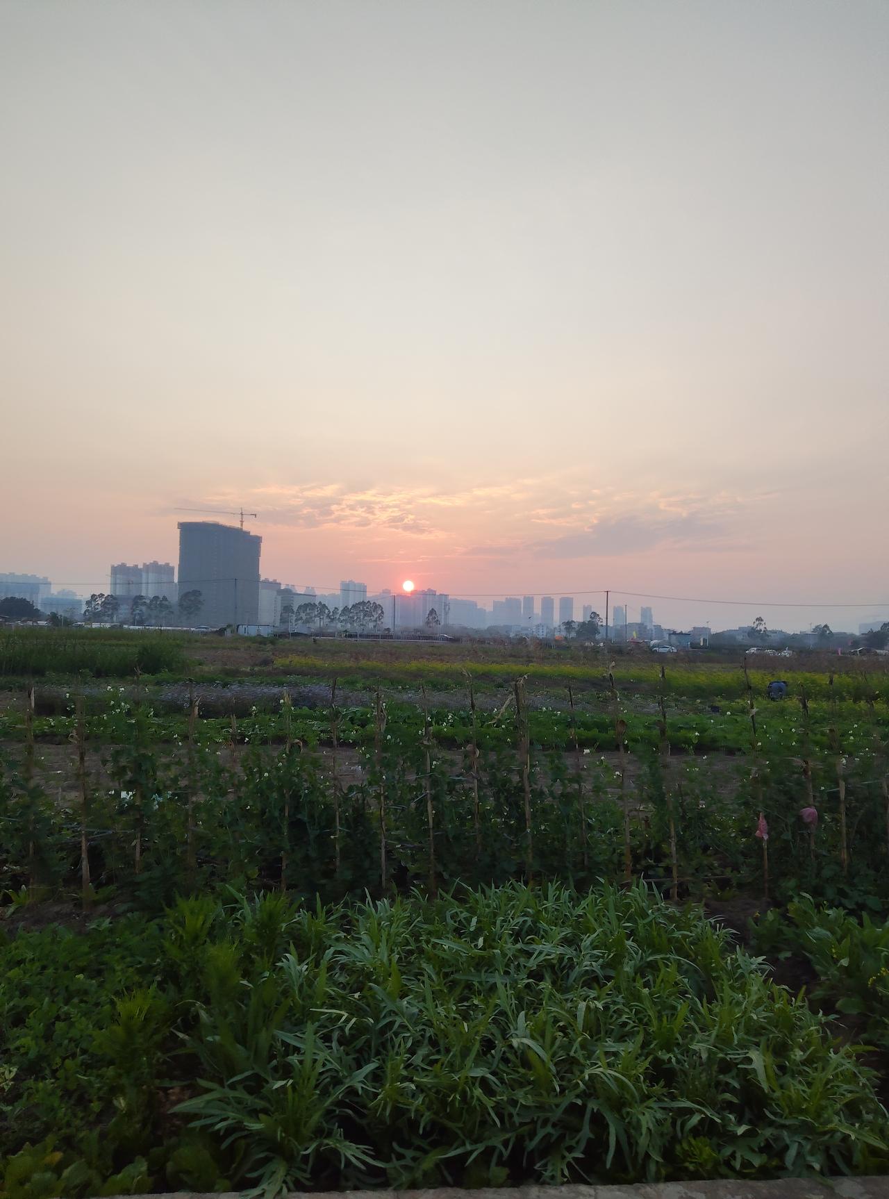昨天傍晚出门遛弯，撞见这片有意思的景——眼前是刚冒芽的菜畦，架子上爬着嫩藤，地里