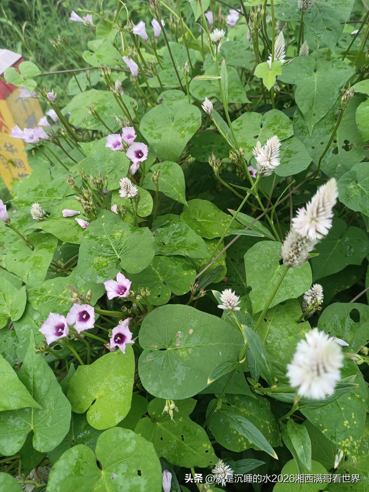 柔嫩的牵牛花儿静静的在属于自己的季节里努力的盛开着………