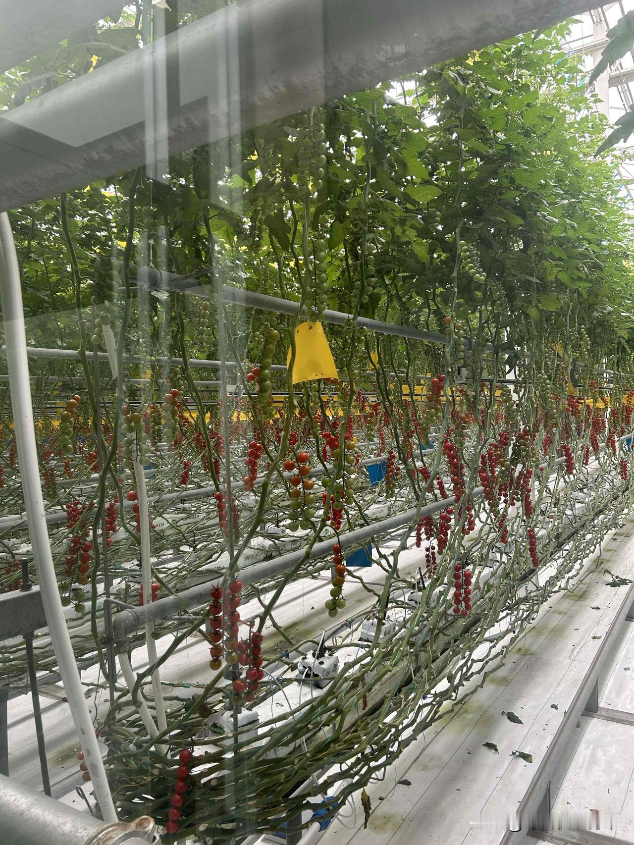 今天参观了番茄工厂。盒马卖的9.9一串的小番茄就是这种工厂生产出来的。
无土种植